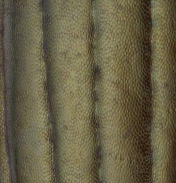 Dyschirius obscurus